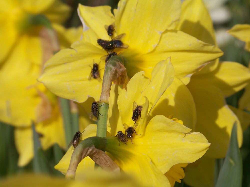 au printemps, les mouches commencent à butiner