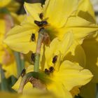 au printemps, les mouches commencent à butiner