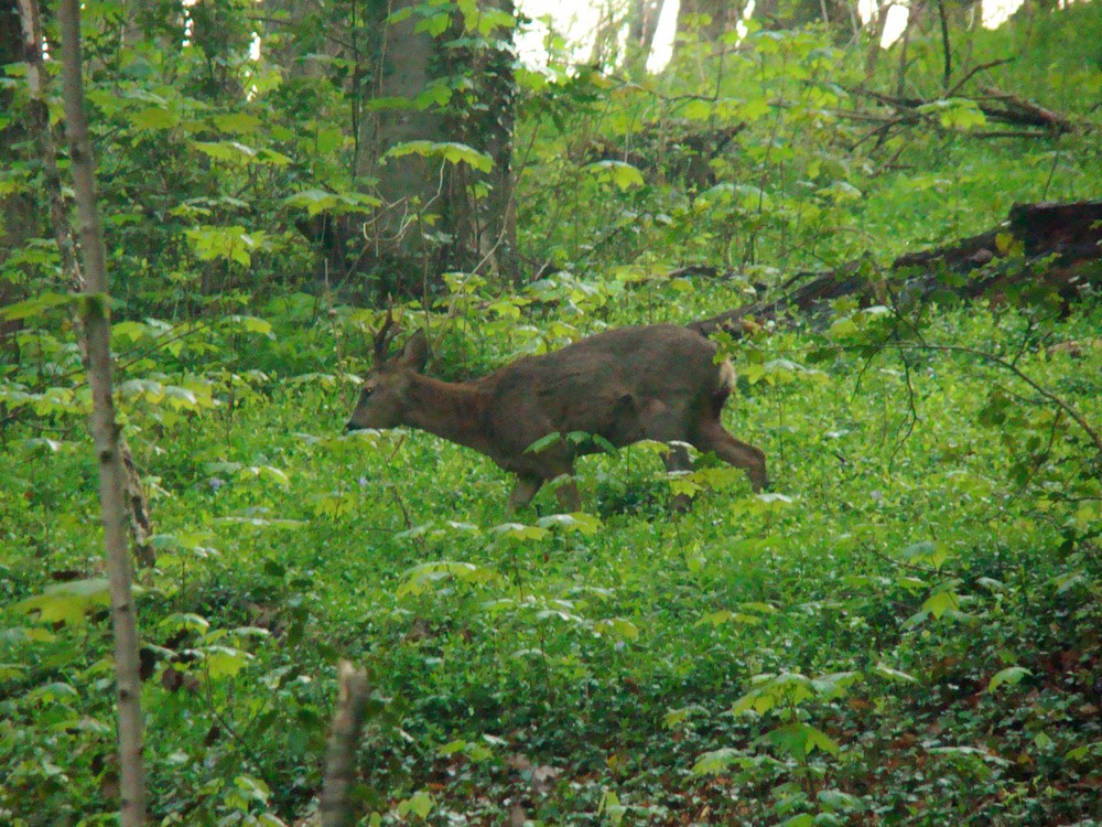 au printemps, pas de chasseur ...!