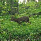 au printemps, pas de chasseur ...!