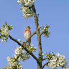 Au Printemps, Perchée, sur la branche de Pommier en fleurs...