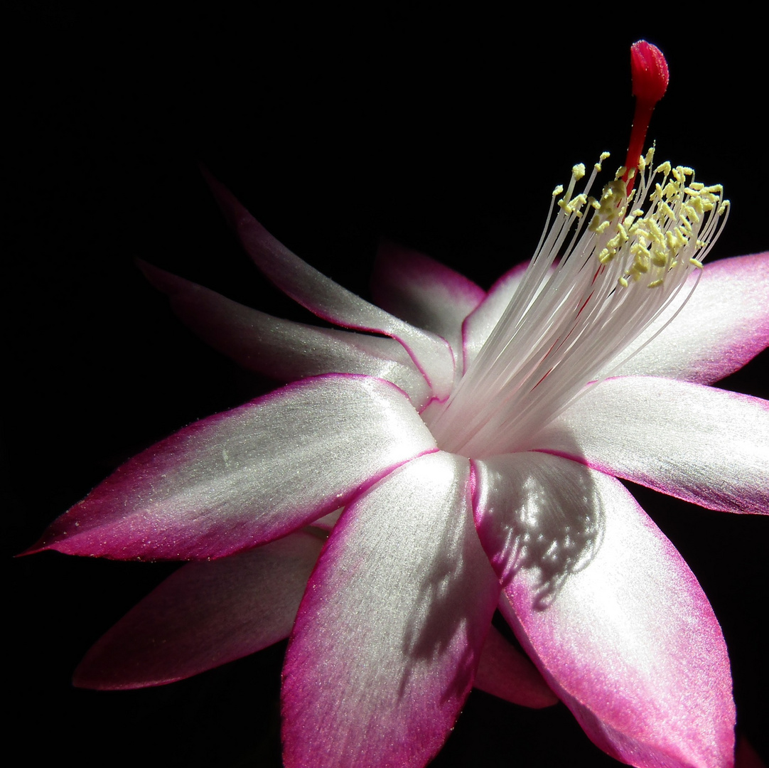 Au radis fleur...il y a la terre 2.