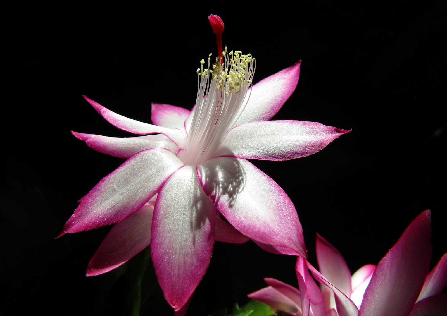 Au radis fleur....il y a la terre.