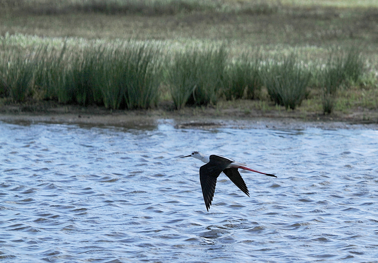 Au ras de l'eau !