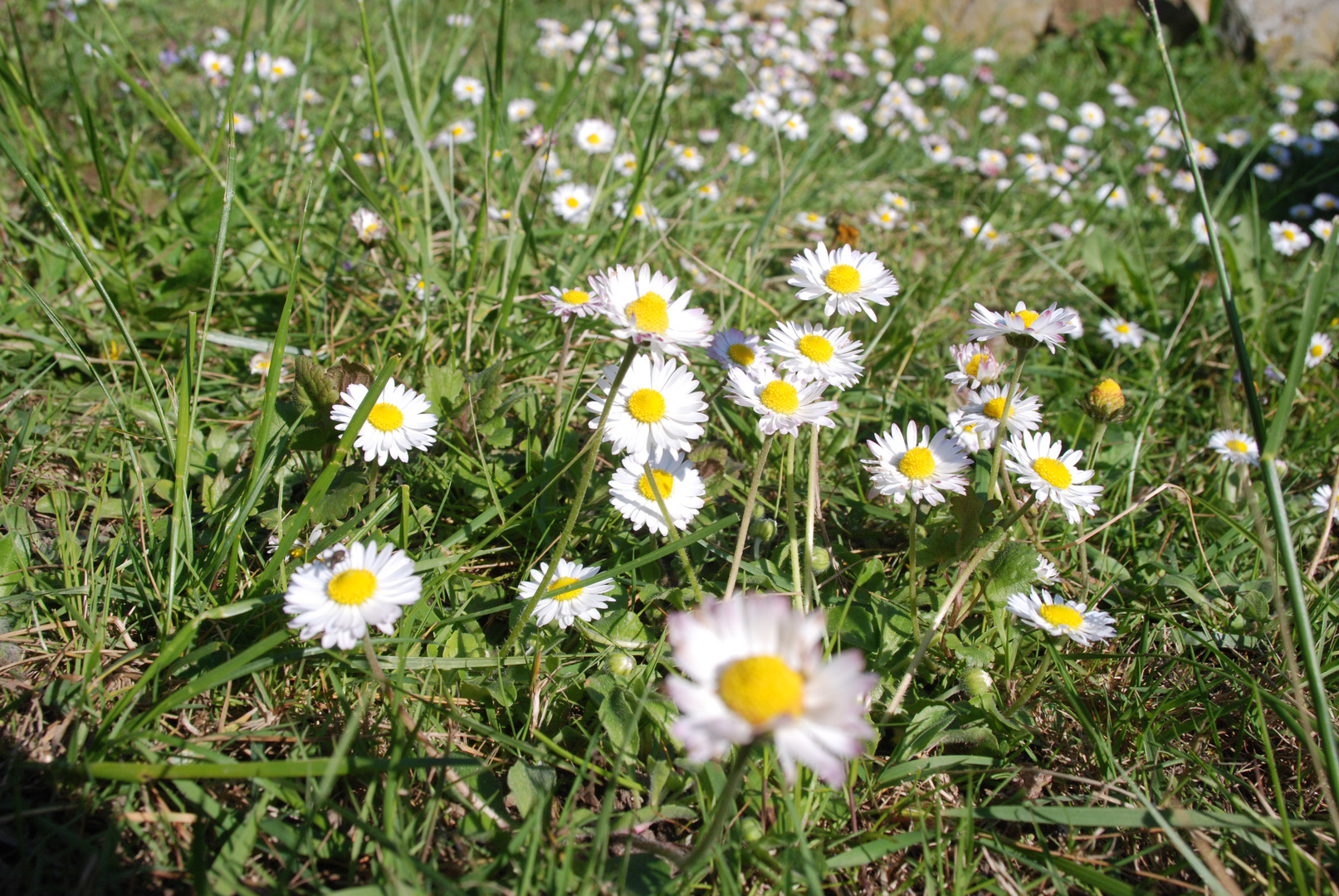 Au ras des paquerettes