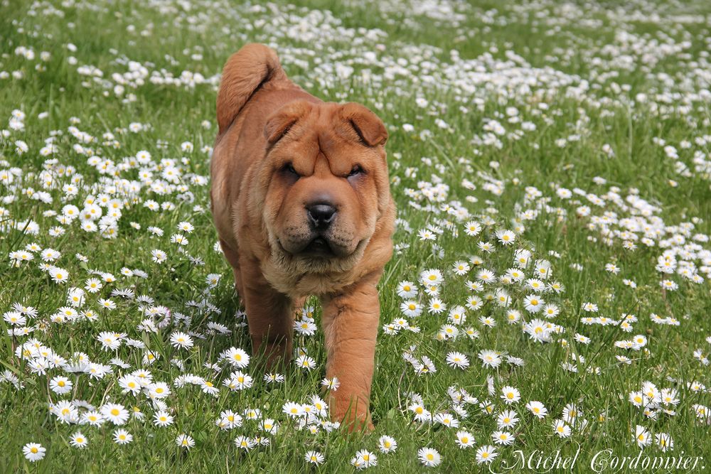 Au ras des pâquerettes !