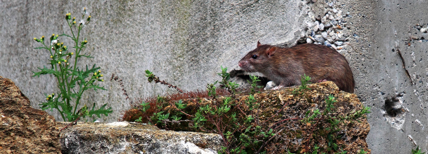 AU RAT DU MUR