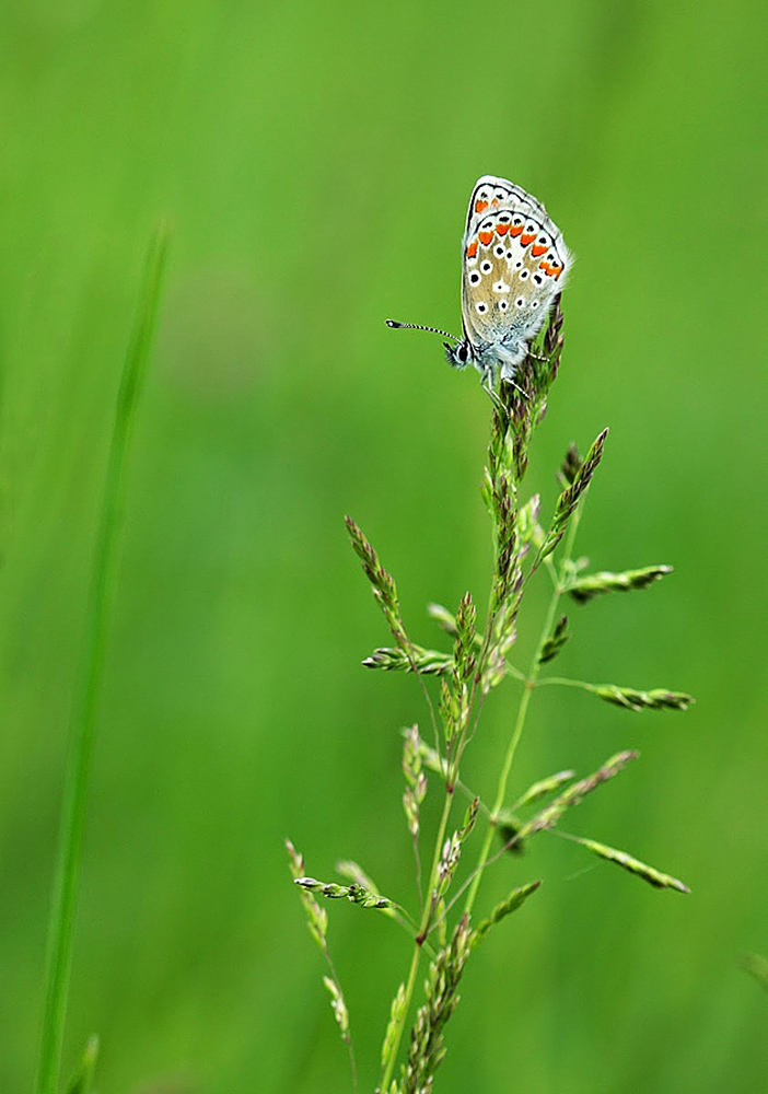 au repos dans une prairie