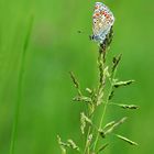 au repos dans une prairie