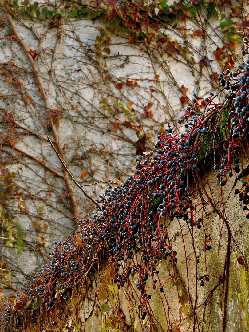 ... au revoir automne !!!...-1-