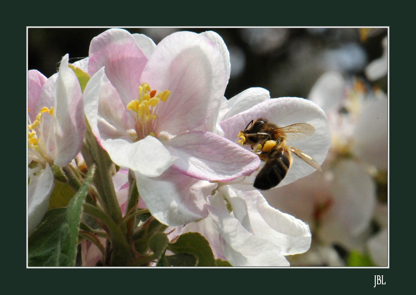 Au royaume des abeilles...