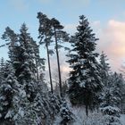 Au royaume des géants......