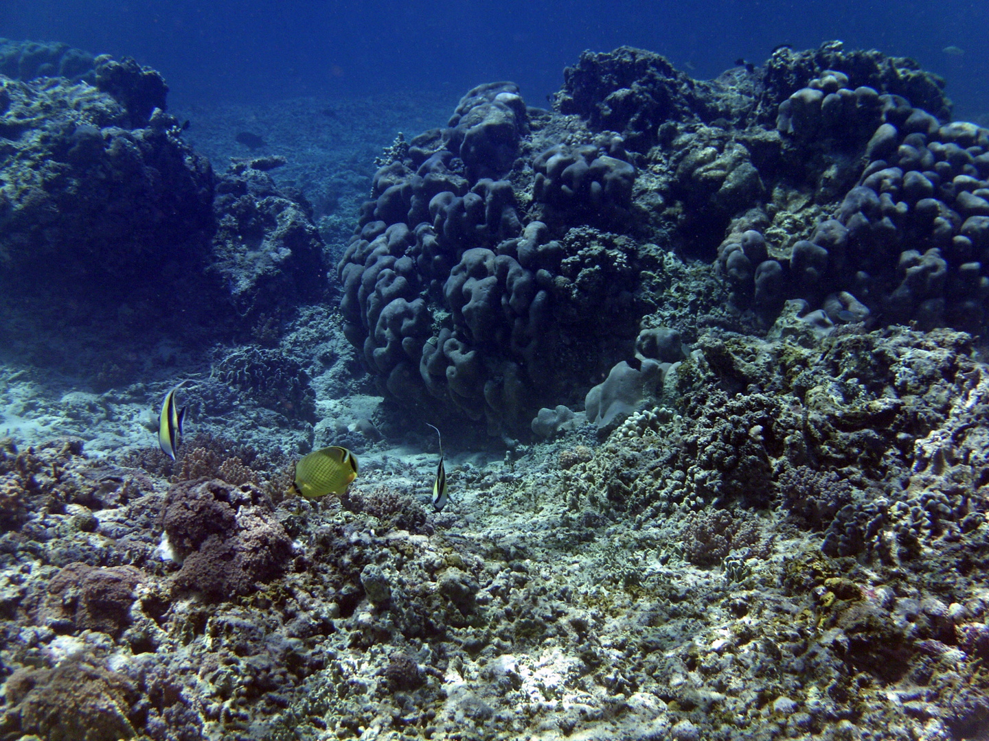 Au royaume marin de Menjangan - Bali