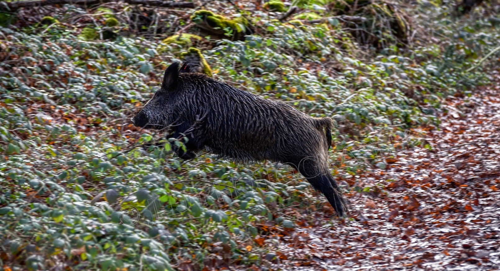 Au saut du chemin 