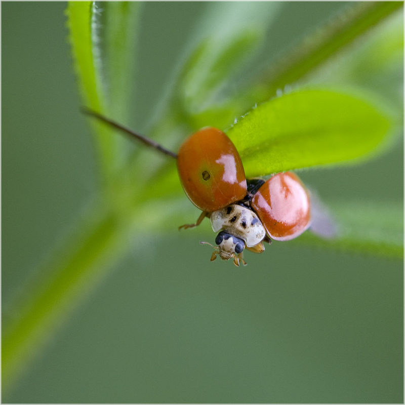 Au secours !