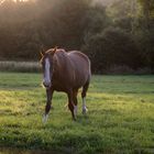 au soleil couchant 