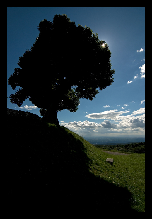 Au soleil de mon arbre