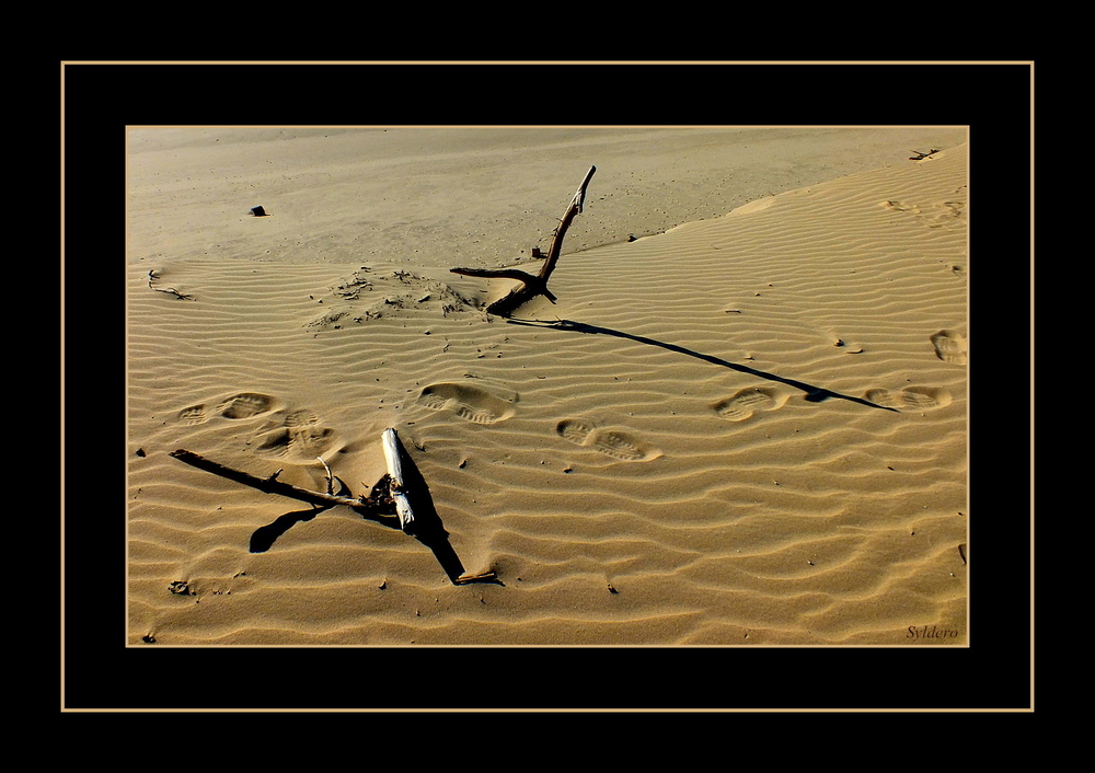 Au sommet de la dune