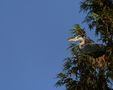 au Sommet del'arbre de tsocaro 