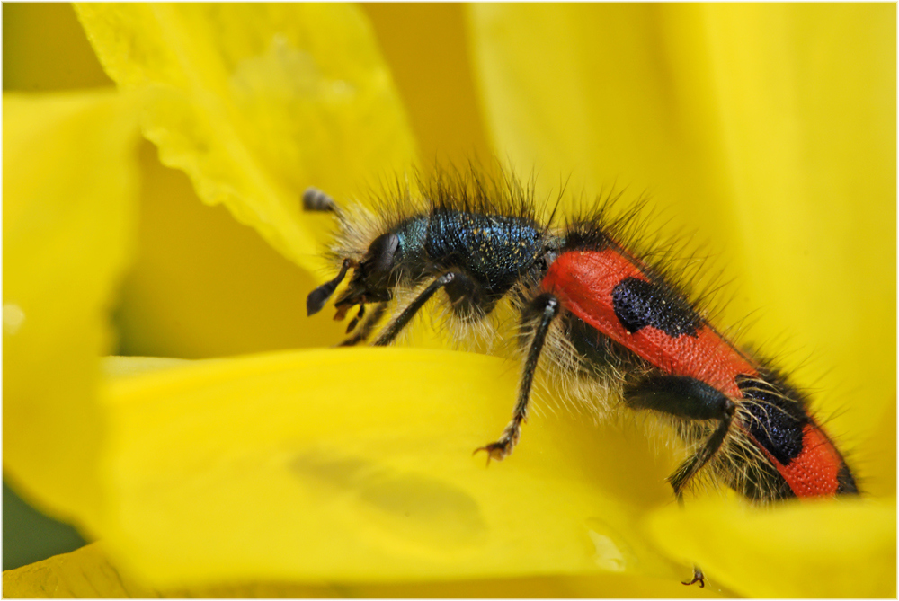 Au son du Clairon (Trichodes alvearius)