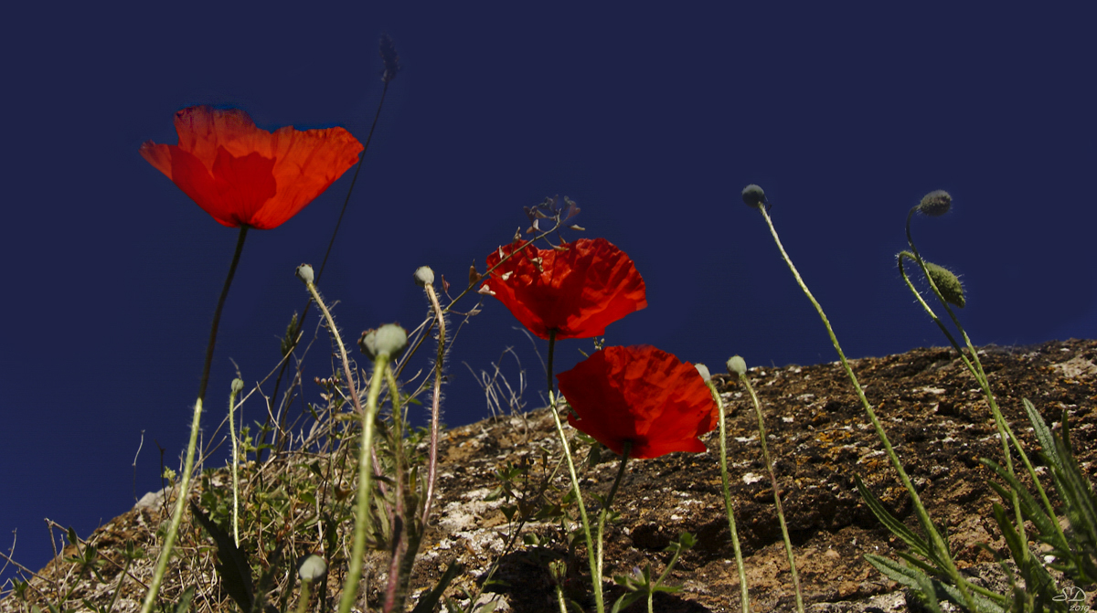 Au temps des coquelicots.