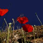 Au temps des coquelicots.