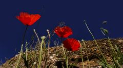 Au temps des coquelicots.