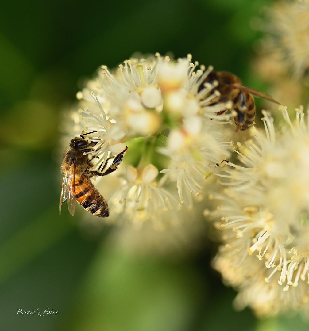 Au travail les abeilles