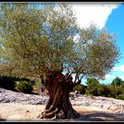 Au travers du Gard et de l'Ardèche 