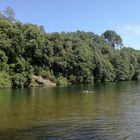 Au vert, à la base des Camboux , Cévennes