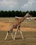 Au ZOO de Elvina Benoist-Audiau