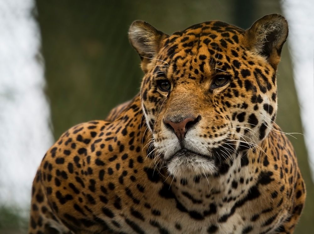 Au zoo de Beauval