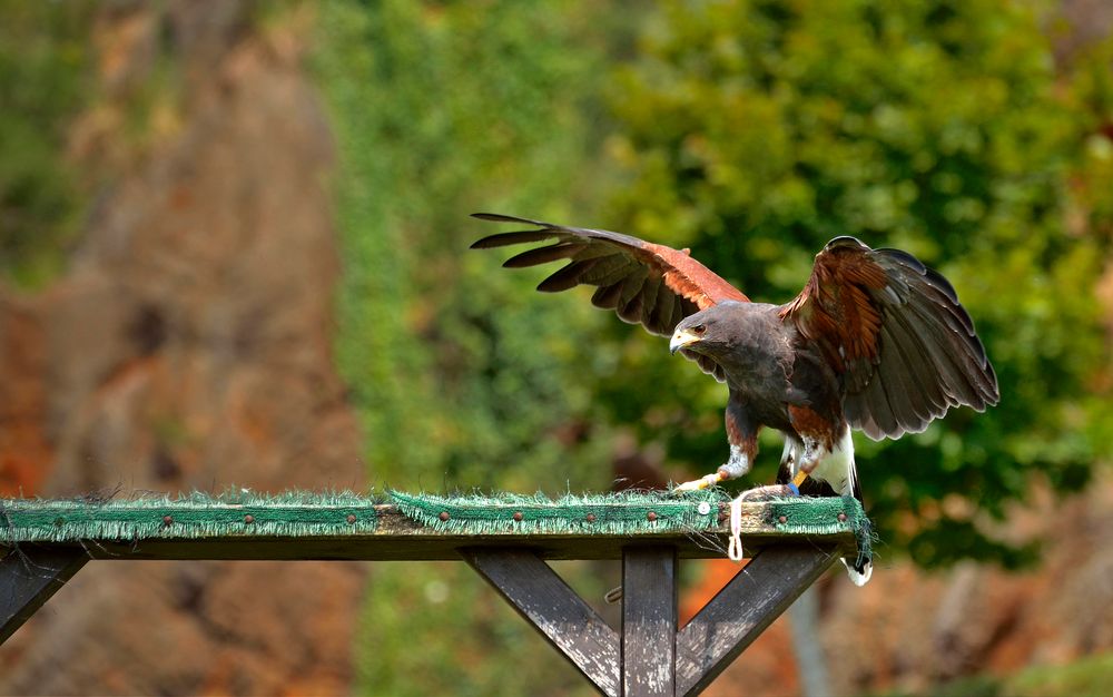 Au zoo de Cabarceno