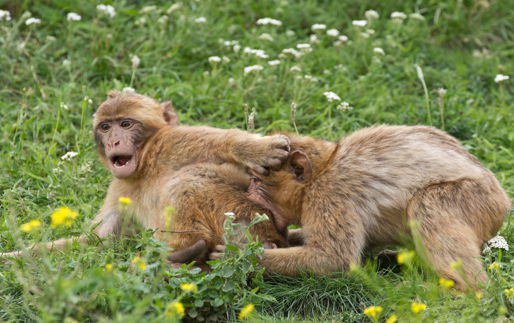 Aua das tut doch weh! Foto & Bild | tiere, tierkinder ...