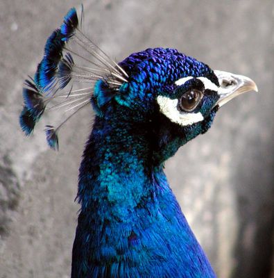 Au,au, ein verrückter Pfau...