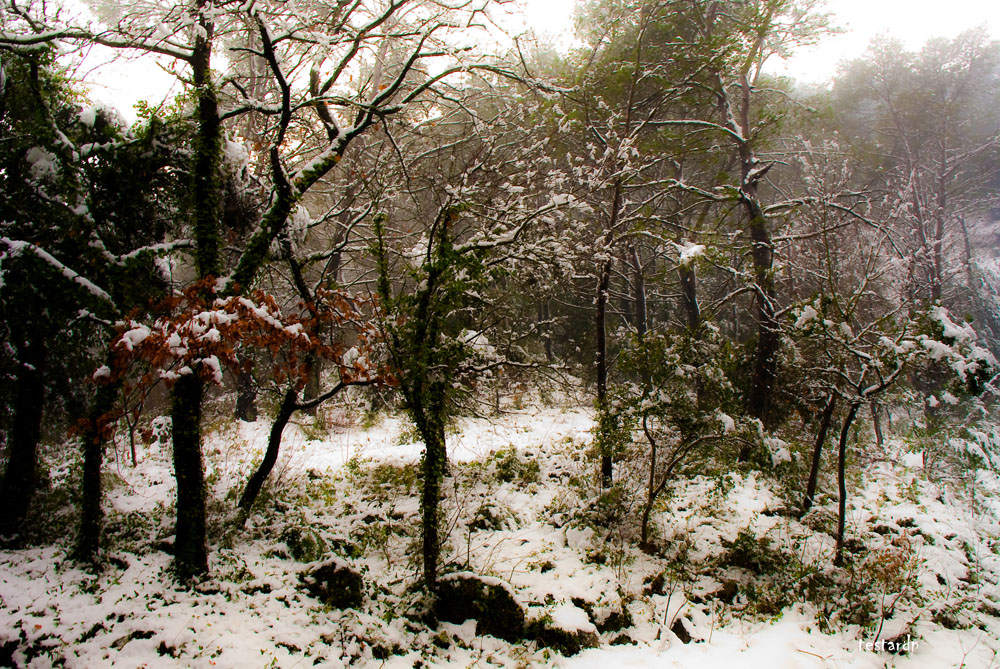 aubagne sous la neige 2