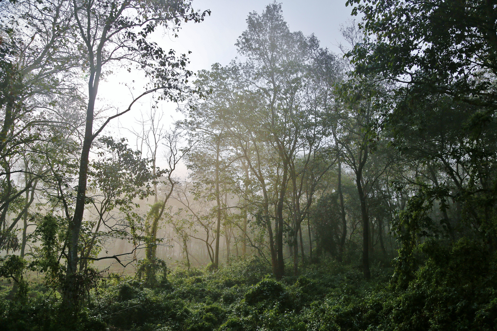 Aube à Chitwan Népal