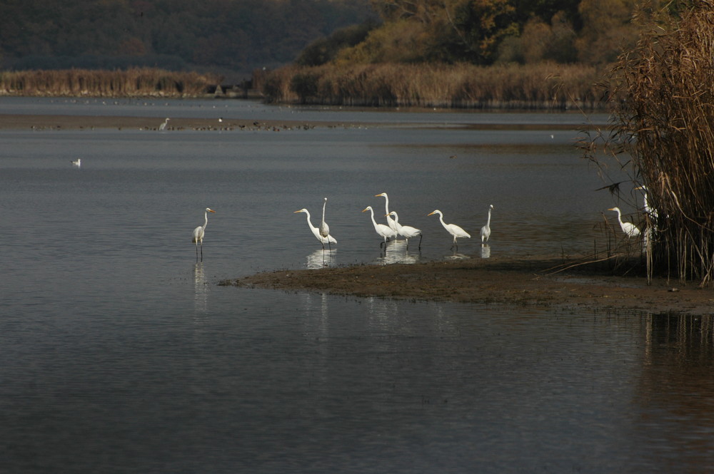 Aube à l'aigrette