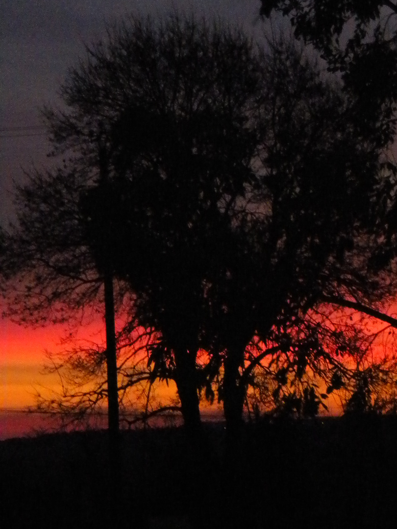 AUBE DERRIERE L'ARBRE