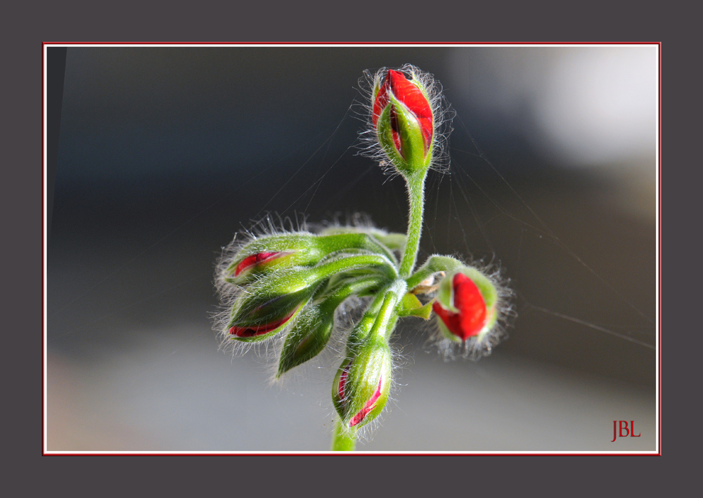 Aube d'une floraison...