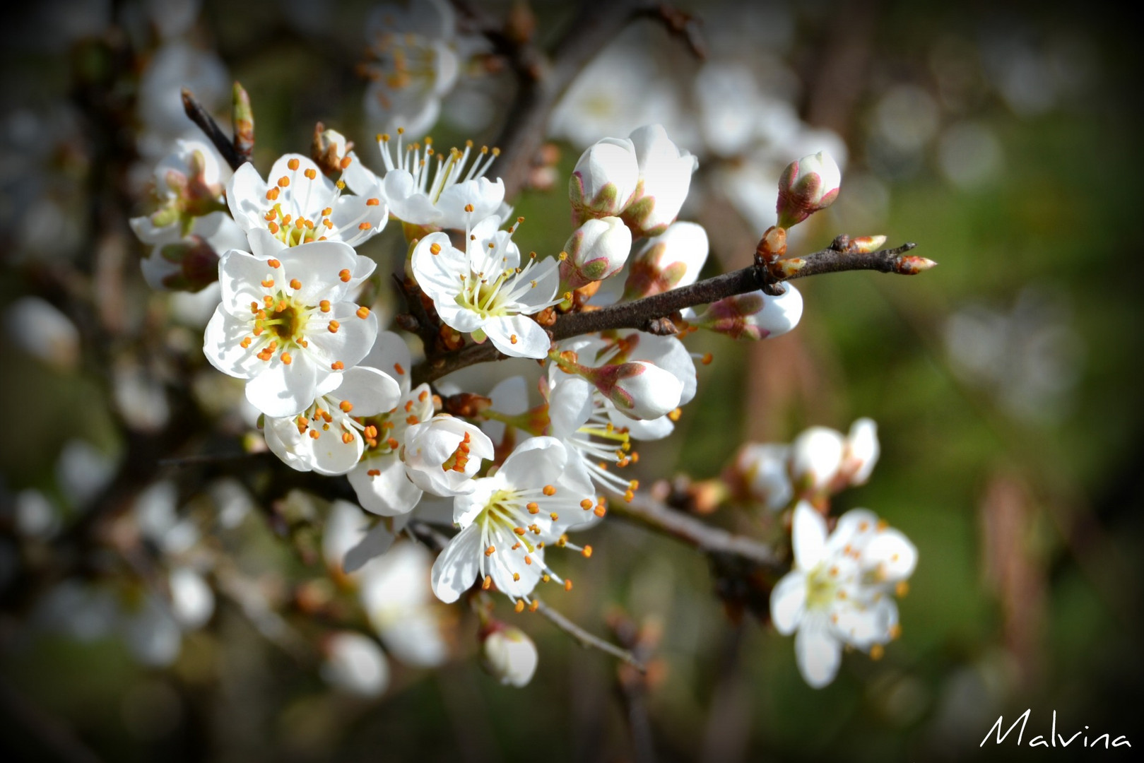  Aub pine  photo  et image fleurs nature Images fotocommunity