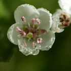 aubépine dans la rosée