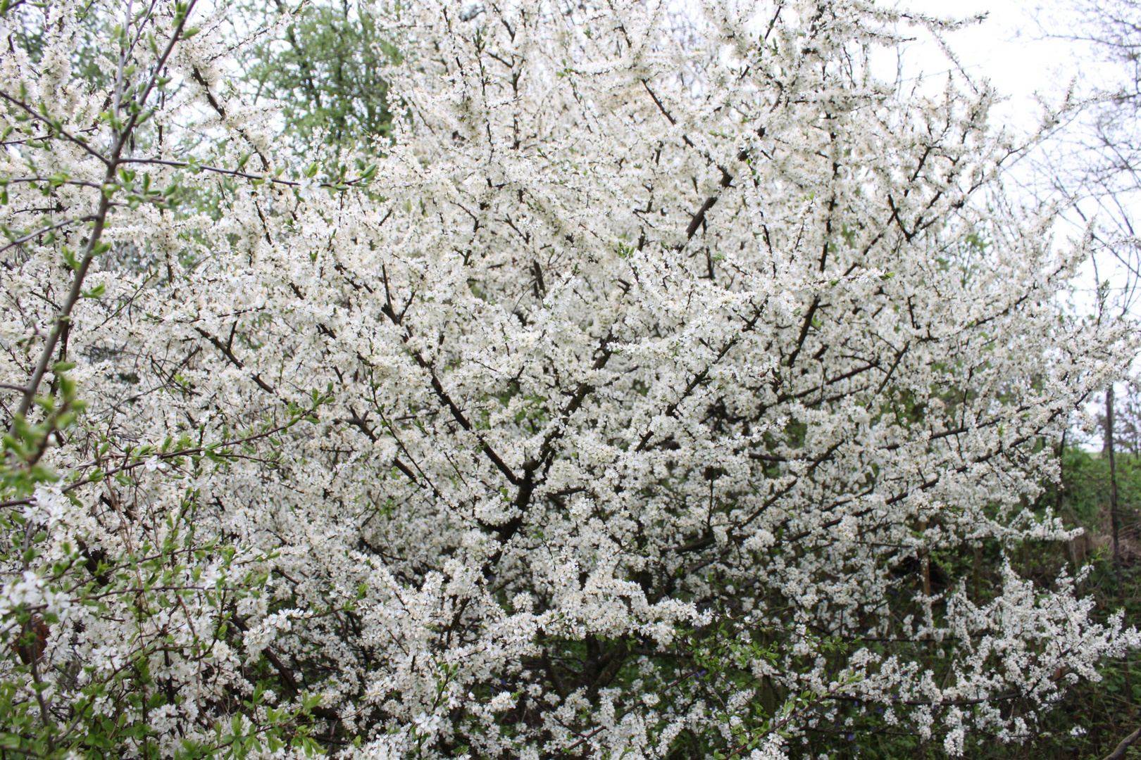 Aubépine en fleur