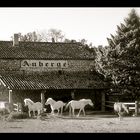 - Auberge de cheval blanc -