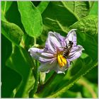 Aubergine