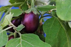 Aubergine