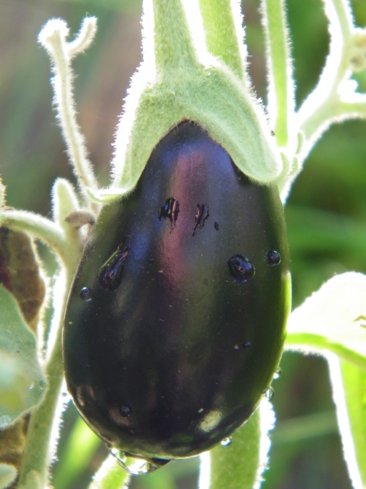 Aubergine