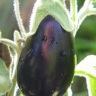 Aubergine