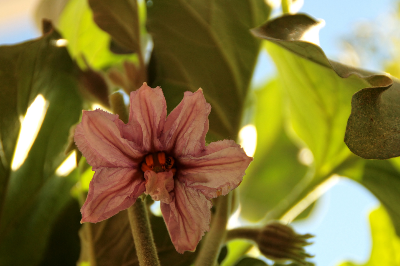 Aubergine