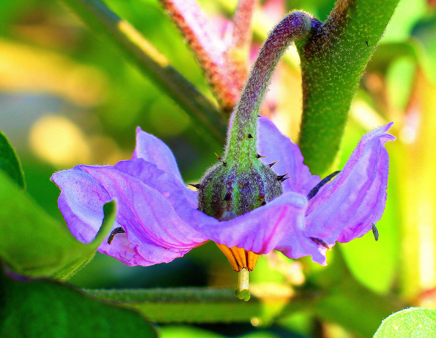 Aubergine Blossom Foto & Bild plants, fungi & lichens, fruits